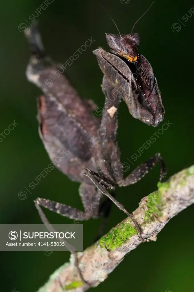 Dead Leaf-Mimic Praying Mantis, Unidentified, Yasuni National Park, The Amazon, Ecuador