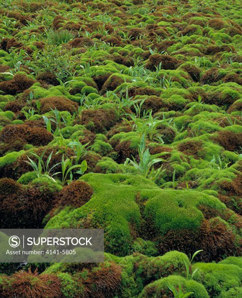 Sphagnum Moss - Sphagnum sp.