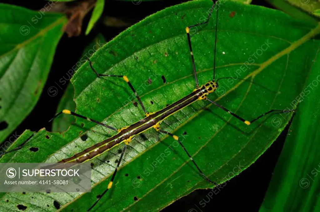 Stick Insect (Phasmidae), Yasuni National Park, The Amazon, Ecuador