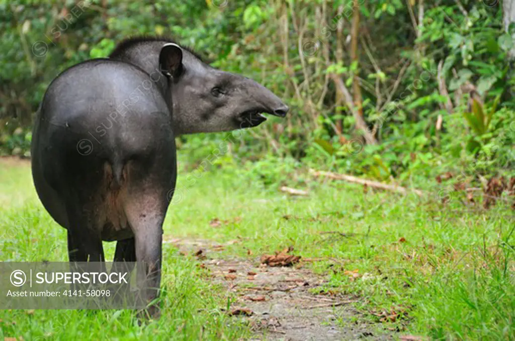 South American Tapir (Tapirus Terrestris), Yasuni National Park, The Amazon, Ecuador