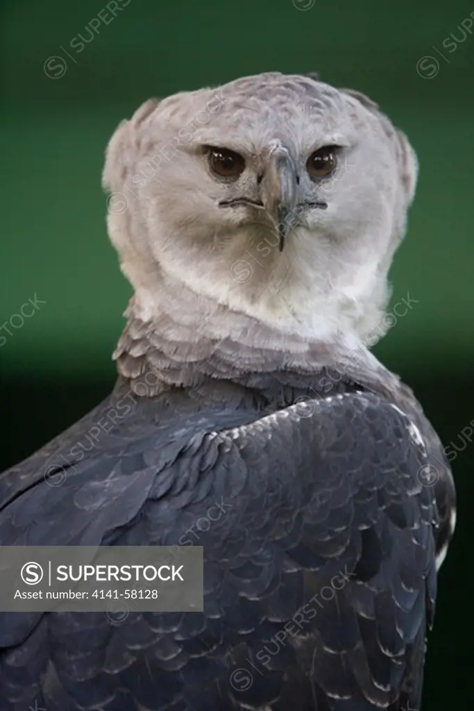 Harpy Eagle Portrait (Harpia Harpyja) Guyana. Captive