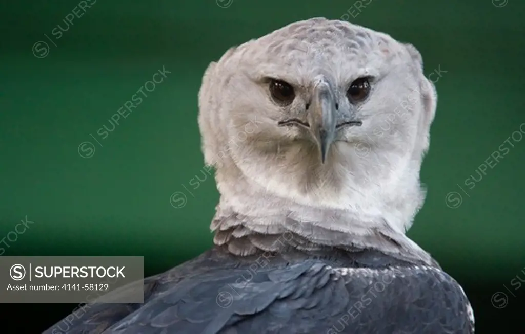 Harpy Eagle Portrait (Harpia Harpyja) Guyana. Captive