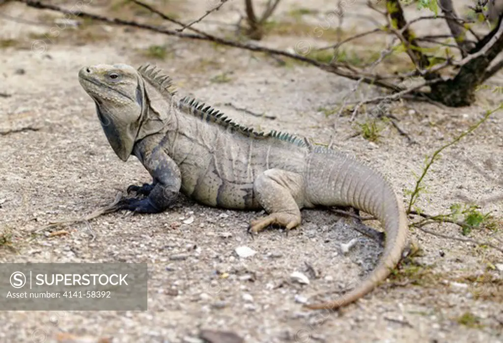 Ricord'S Iguana (Cyclura Ricordii) Isla Cabritos, Lago Enriquillo, Dominican Republic. Critically Endangered.