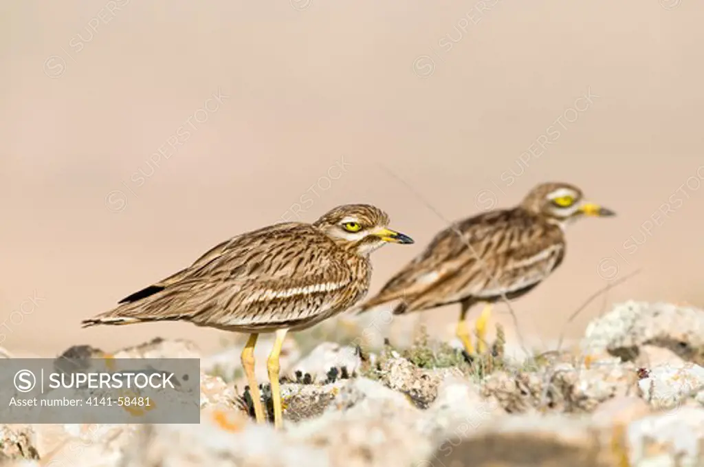 Eurasian Stone-Curlew (Burhinus Oedicnemus Insularum), Fuerteventura, Canary Islands