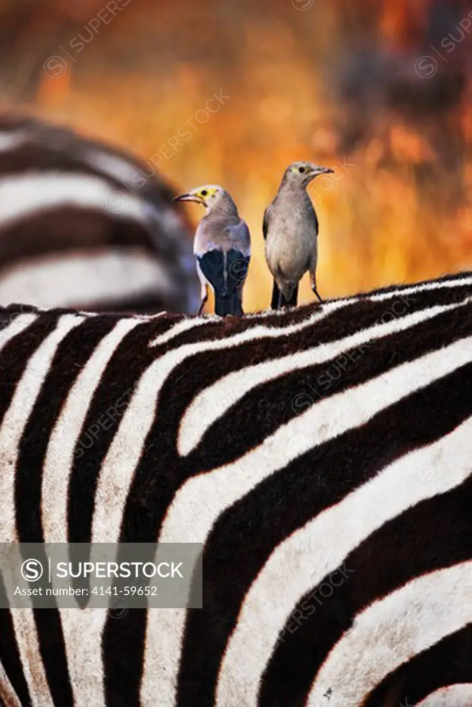 Wattled Starling (Creatophora Cinerea) On Zebra'S Back. Will Frequently Perch On An Animals Back And Feed On Insects Disturbed By The Moving Animal. Masai Mara National Reserve. Kenya