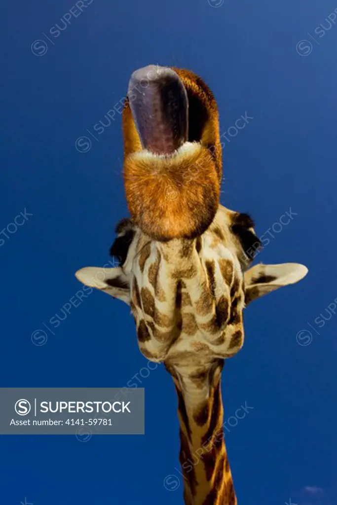 Rothschild Giraffe (Giraffa Camelopardalis Rothschildi) Is One Of 9 Subspecies Of Giraffe.Griaffe Manor Kenya. Dist. East Africa.Kenya