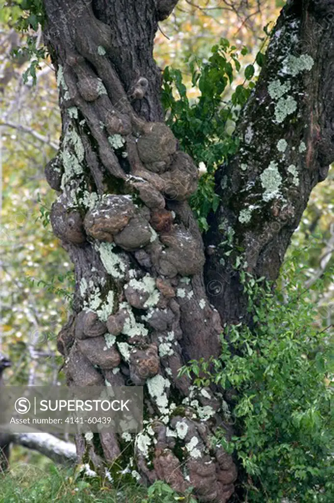 Ancient Plum Tree With Gnarled Bark