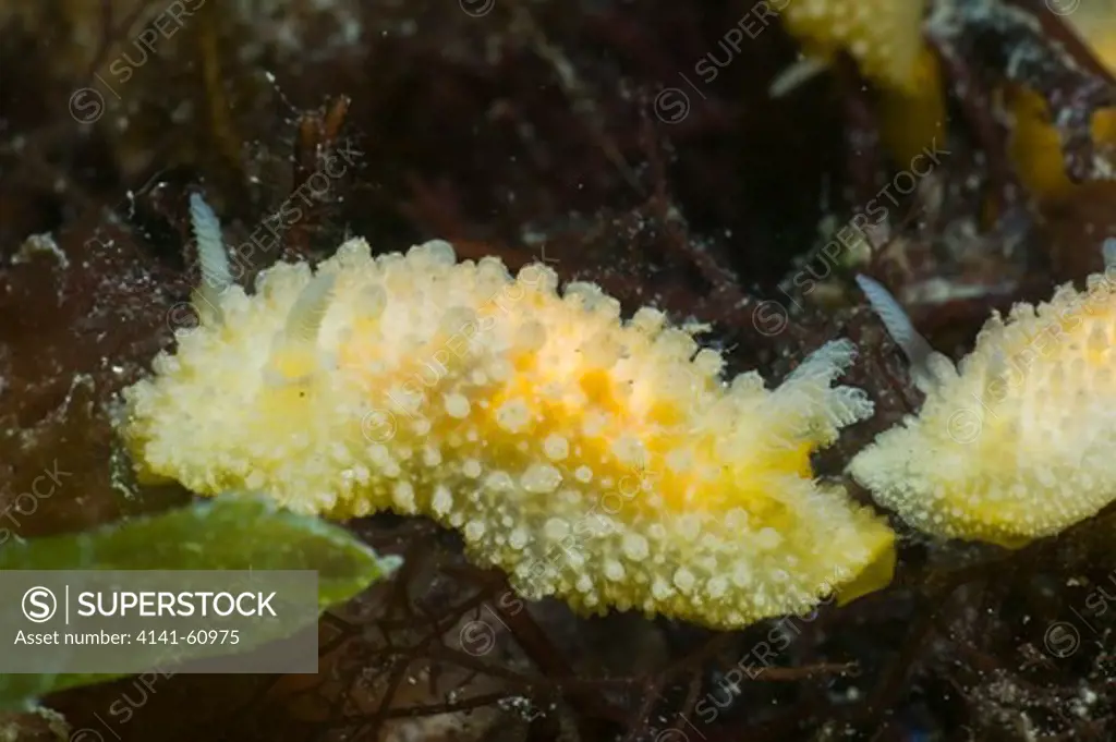 Sea Slug (Adalaria Proxima), Kilkieran Bay, Connemara, Ireland