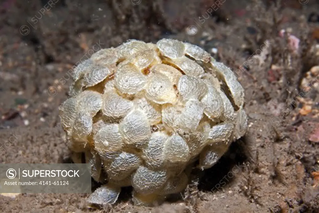 Sea Wash Ball - The Egg Cases Of The Common Whelk (Buccinum Undatum), North Wales, Uk