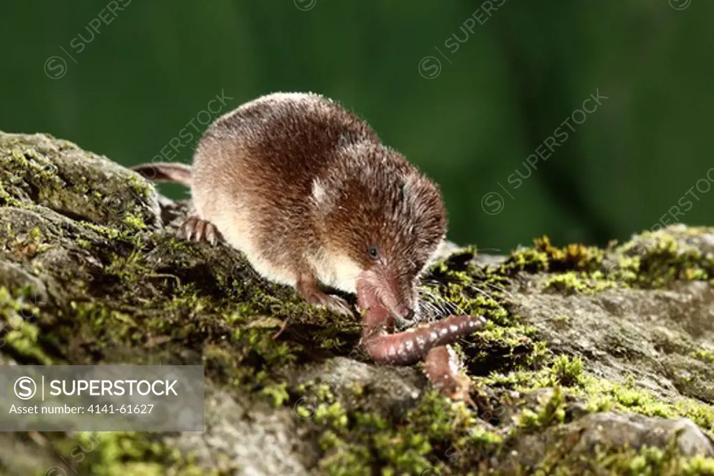 Common Shrew, Sorex Araneus, Single Animal Eating Worm, Midlands, August 2010