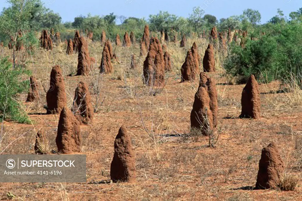 termite mounds near tennant creek, northern territory, australia 