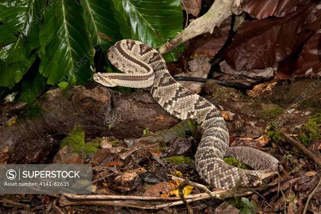 Tropical Rattlesnake Aka Cascabel, Crotalus Durissus, On Jungle Floor In Costa Rica