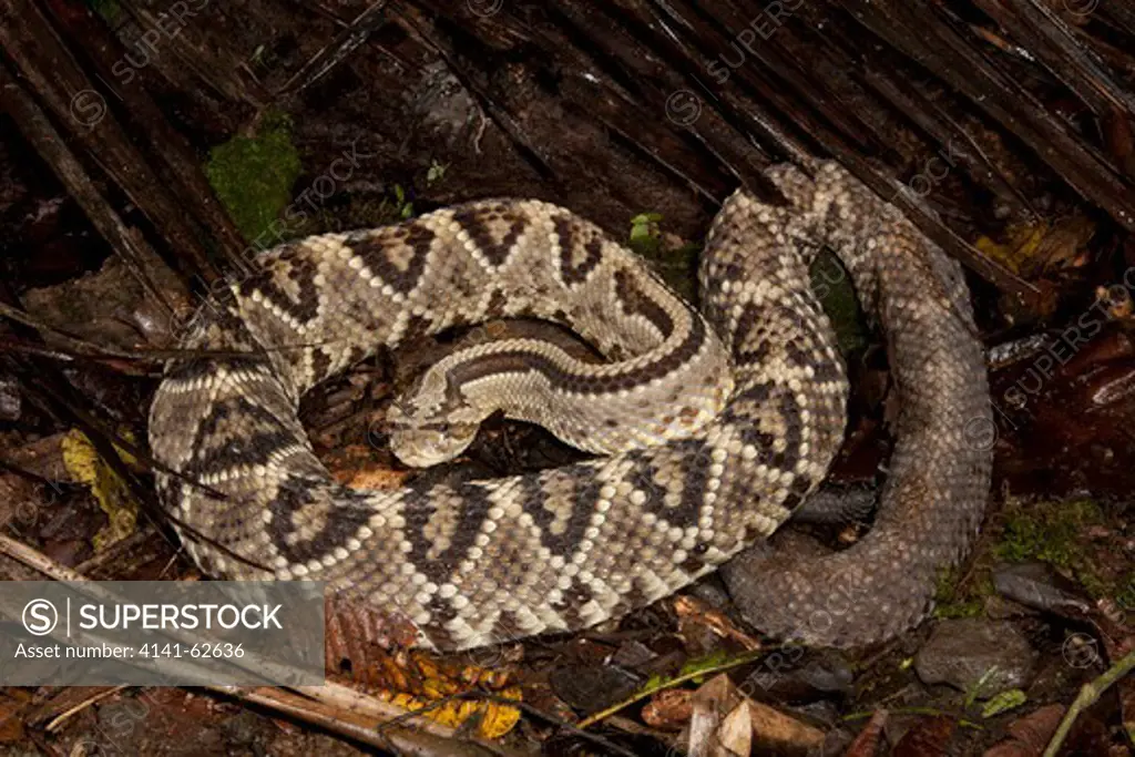 Tropical Rattlesnake Aka Cascabel, Crotalus Durissus, On Jungle Floor In Costa Rica