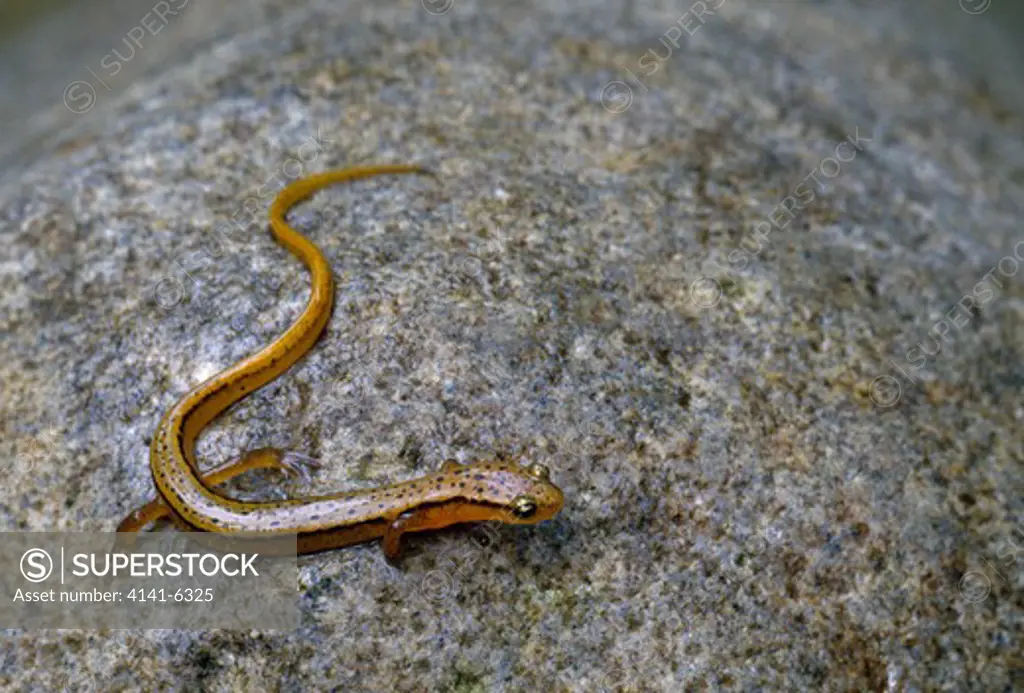 mountain dusky salamander desmognathus ocrophaeus on rock great smoky mountains np, tennessee, south eastern usa