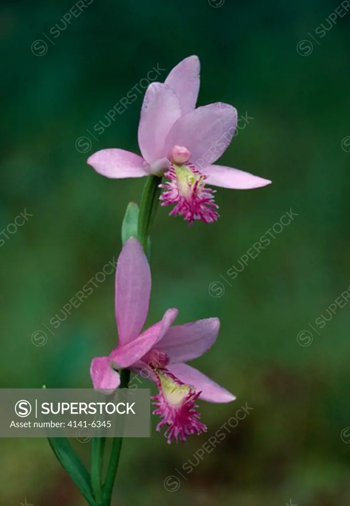 rose pogonia orchid flowers pogonia ophioglossoides in tamarack bog michigan, usa 