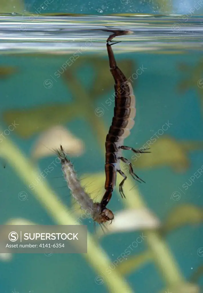 diving beetle larva ( water tiger ) taking a mosquito larva, in pond water michigan, usa