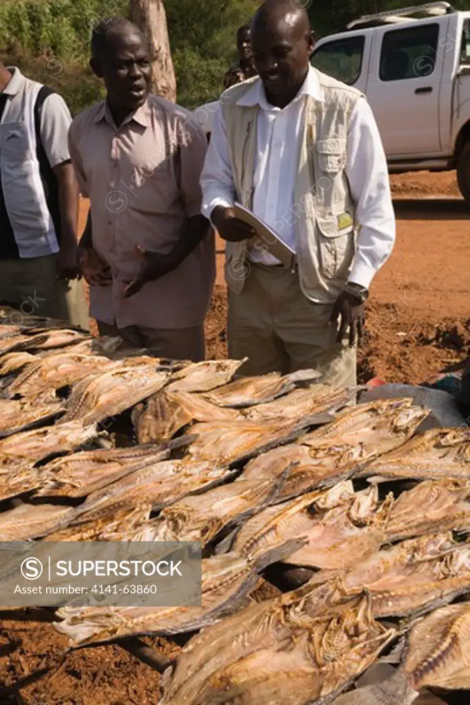 Fishing Nile Tilapia (Oreochromis Nilotica) Split Whole Fish Being Air Dried On Racks Busiri Beach Management Unit, Lake Victoria, Uganda, East Africa