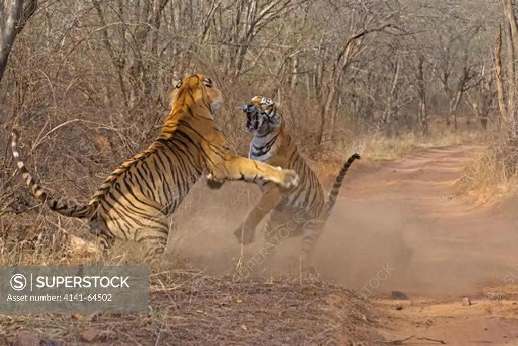 Royal Bengal Tiger (Panthera Tigris Tigris) Male And Female In Territorial Dispute, Ranthambhore National Park, Rajasthan, India. April 2009.  This Sequence Of Images Shows A Territorial Fight Between An Old Female And A New Adult Male. The Larger Male Tiger (Pictured On Left) Entered The Territory Of The Old Female And Stole Her Kill From Earlier In The Day.   Later That The Day The Two Tigers Had A Territorial Fight Which Resulted In The Female Ceding Territory To The Male. Sequence 4/10