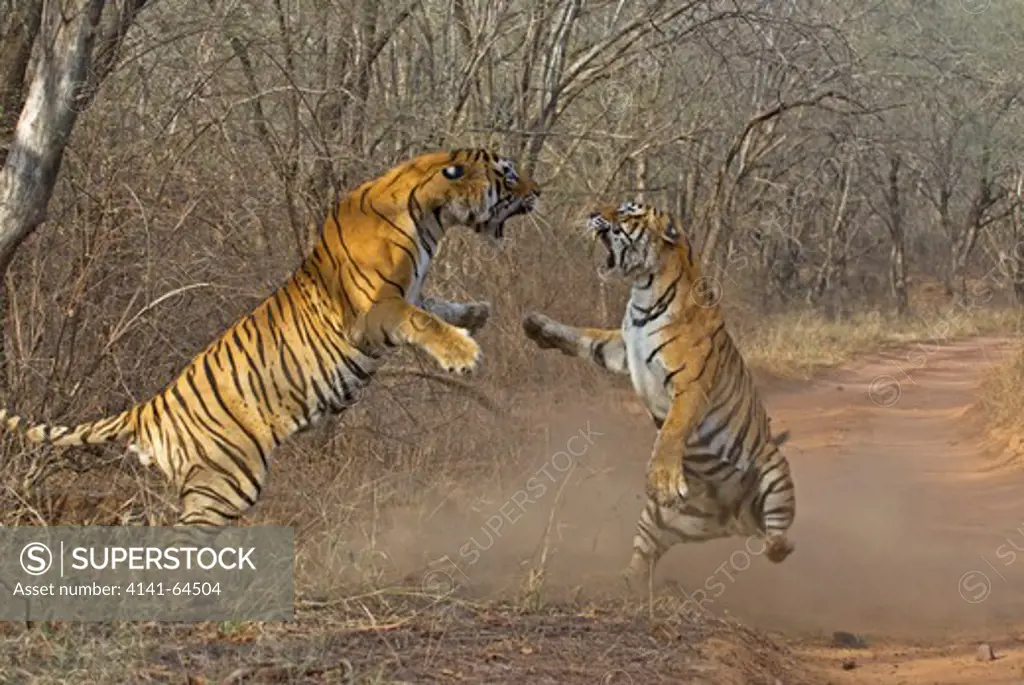 Royal Bengal Tiger (Panthera Tigris Tigris) Male And Female In Territorial Dispute, Ranthambhore National Park, Rajasthan, India. April 2009.  This Sequence Of Images Shows A Territorial Fight Between An Old Female And A New Adult Male. The Larger Male Tiger (Pictured On Left) Entered The Territory Of The Old Female And Stole Her Kill From Earlier In The Day.   Later That The Day The Two Tigers Had A Territorial Fight Which Resulted In The Female Ceding Territory To The Male. Sequence 6/10