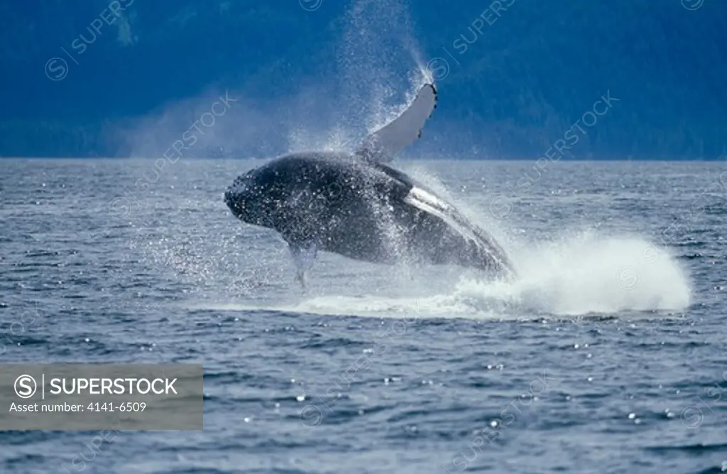 humpback whale breaching megaptera novaeangliae juneau, alaska, usa breaching sequence: 2/2