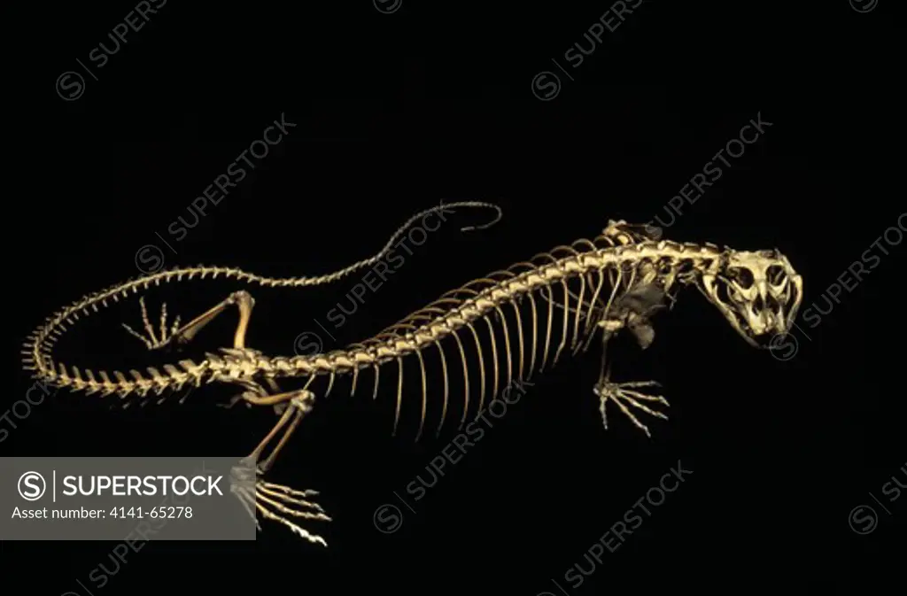 Monitor Lizard Skeleton, Varanus Sp.