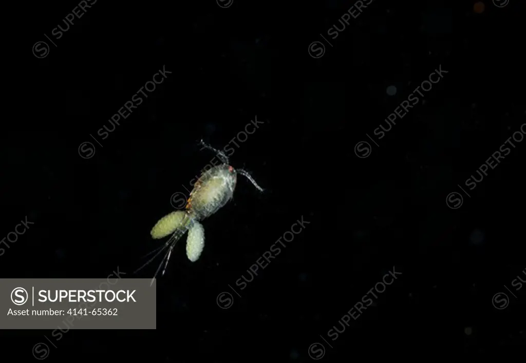 Cyclops (Cyclops Sp.) Sussex, Uk