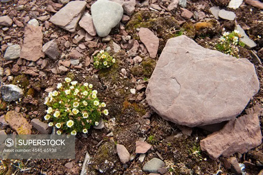 Tufted saxifrage, Saxifraga cespitosa L., Tundra flowers, Spitsbergen, Svalbard, Arctic