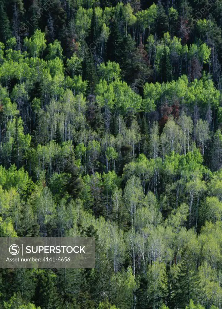 spring forest of ponderosa pine & quaking aspen pinus ponderosa & populus tremuloides colorado, usa