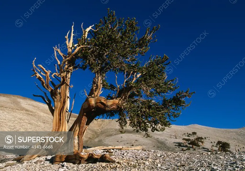 great basin bristlecone pine pinus longaeva at 11,000' white mountains, inyo national forest. california, usa