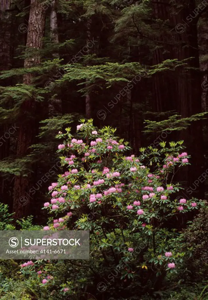 california rose-bay or coast rhododendron rhododendron macrophyllum redwoods natl pk, california, usa 