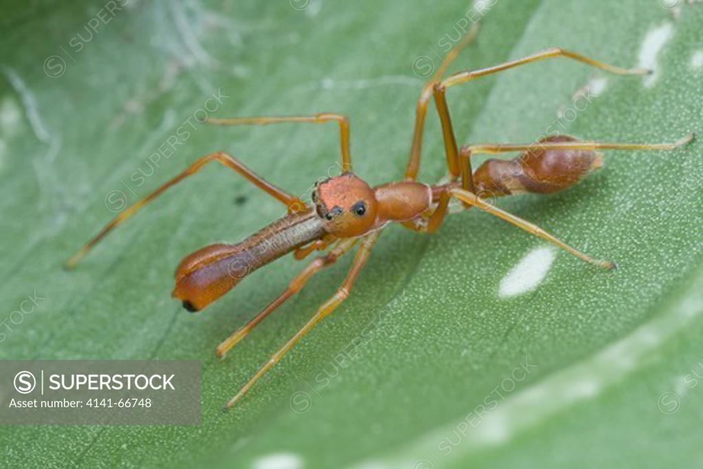 A male ant-mimic jumping spider, Myrmarachne plataleoides, Kuala Lumpur ...