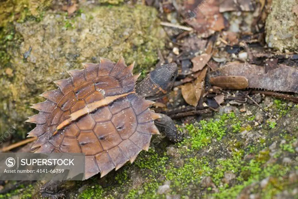 An immature Spiny terrapin (Heosemys spinosa, Kuala Lumpur, Malaysia