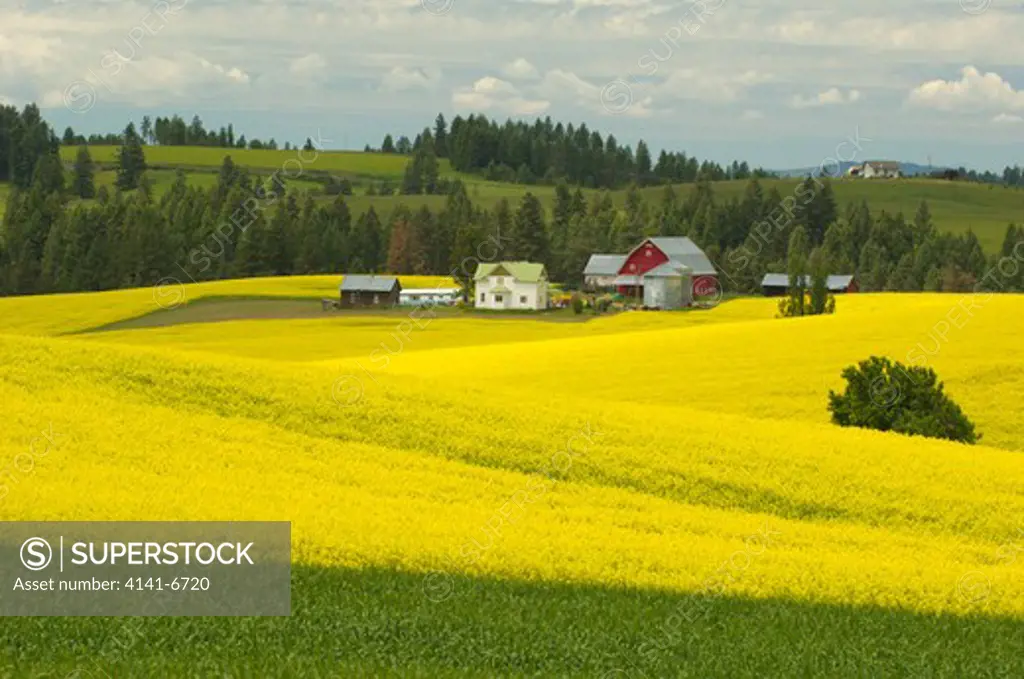 farm and wheat fields with canola, palouse farming region, near moscow, idaho usa