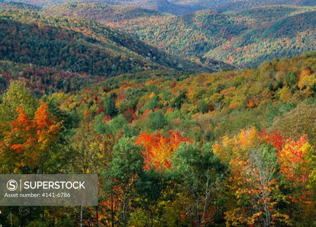 deciduous forest in autumn green mountain national forest, vermont, usa.