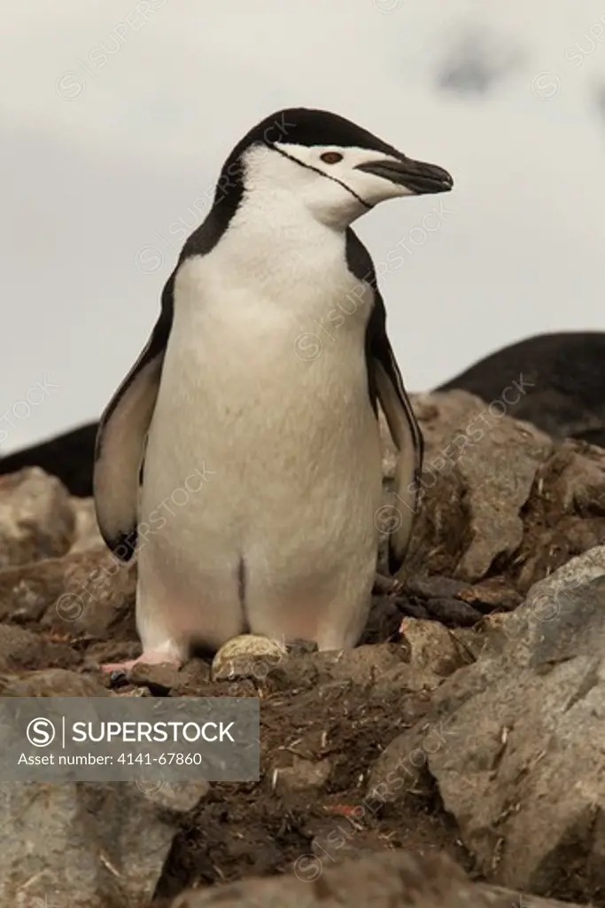 Chinstrap Penguin, Pygoscelis antarctica, at nest