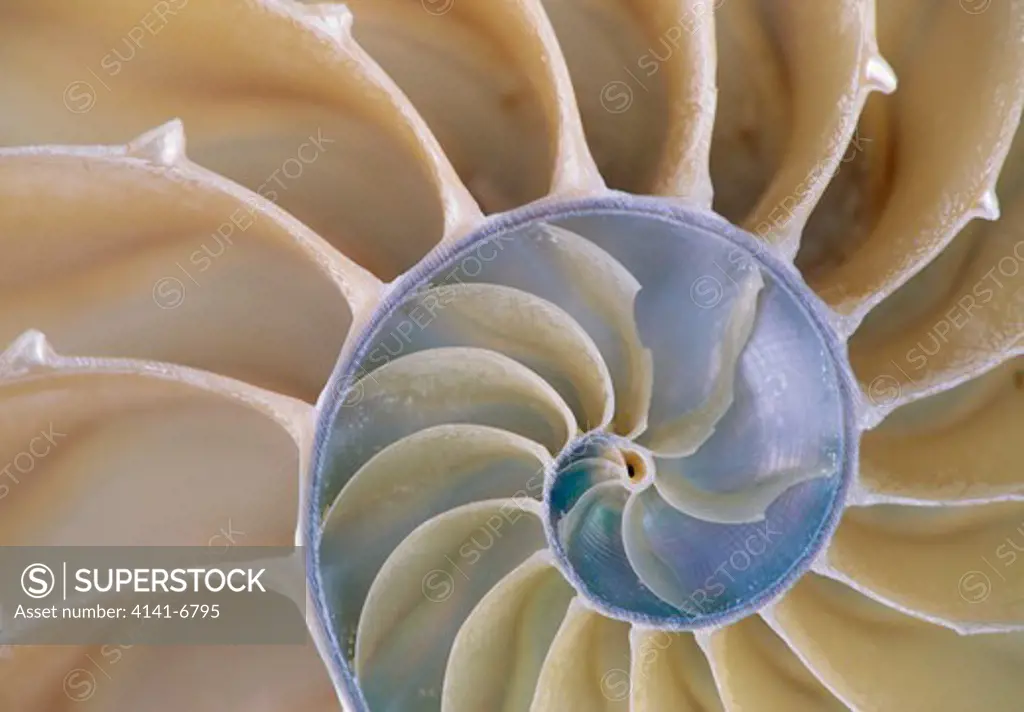 chambered nautilus cross section of interior of shell.