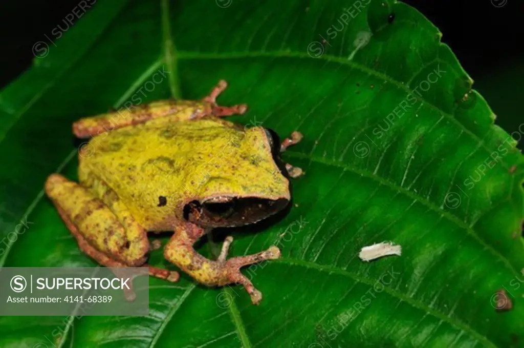 Amboli Bush Frog Pseudophilautus amboli, the Western Ghats, Sahyadri mountain range, a Unesco World Heritage Site, Goa, India