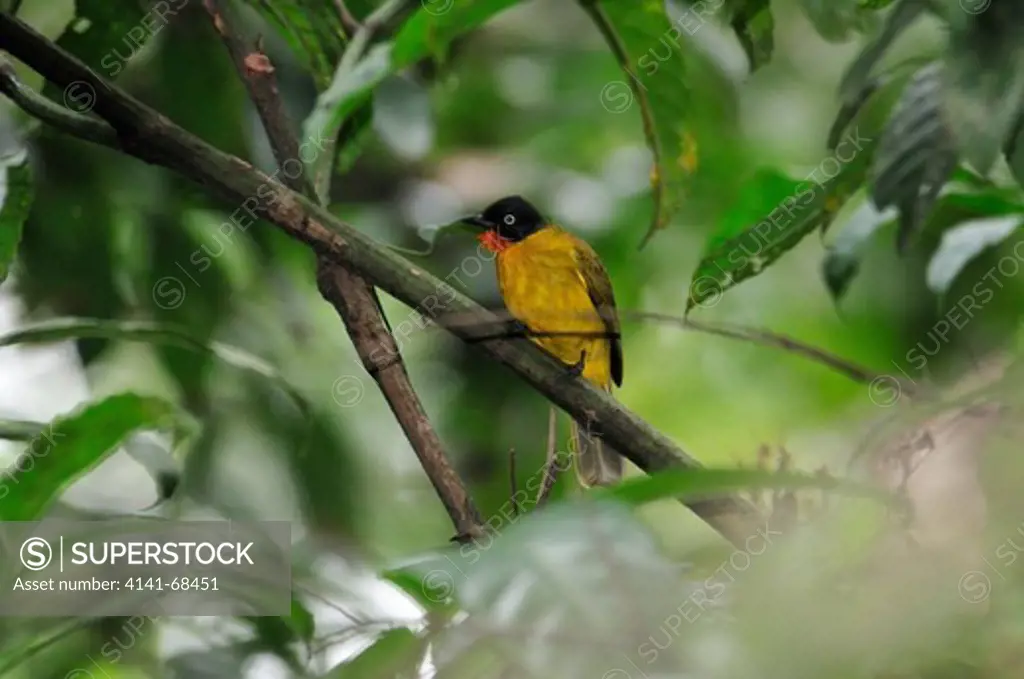 Flame-throated Bulbul Pycnonotus gularis, the Western Ghats, Sahyadri mountain range, a Unesco World Heritage Site, Goa, India