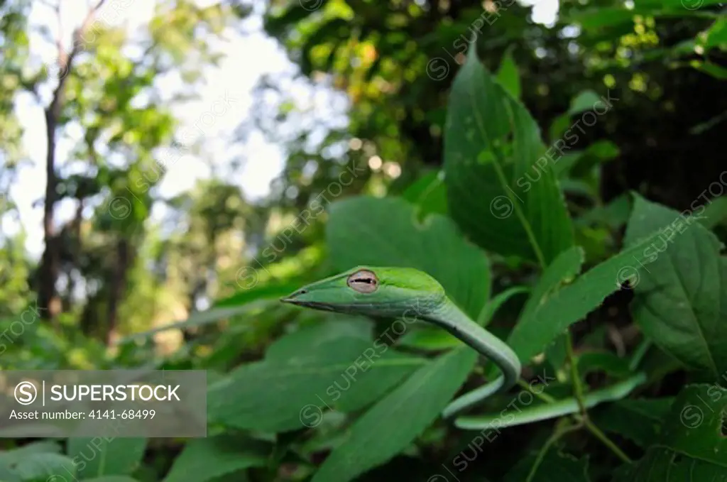 Green Vine snake Ahaetulla nasuta, the Western Ghats, Sahyadri mountain range, a Unesco World Heritage Site, Goa, India