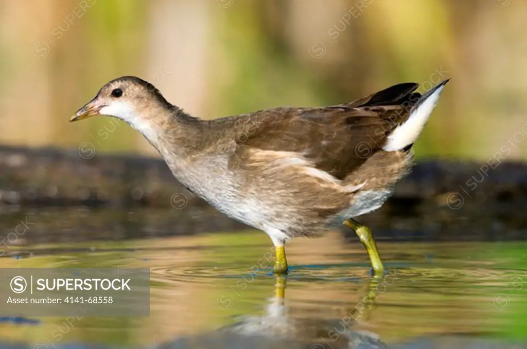 Common Moorhen (Gallinula chloropus), juvenile. Austria, July