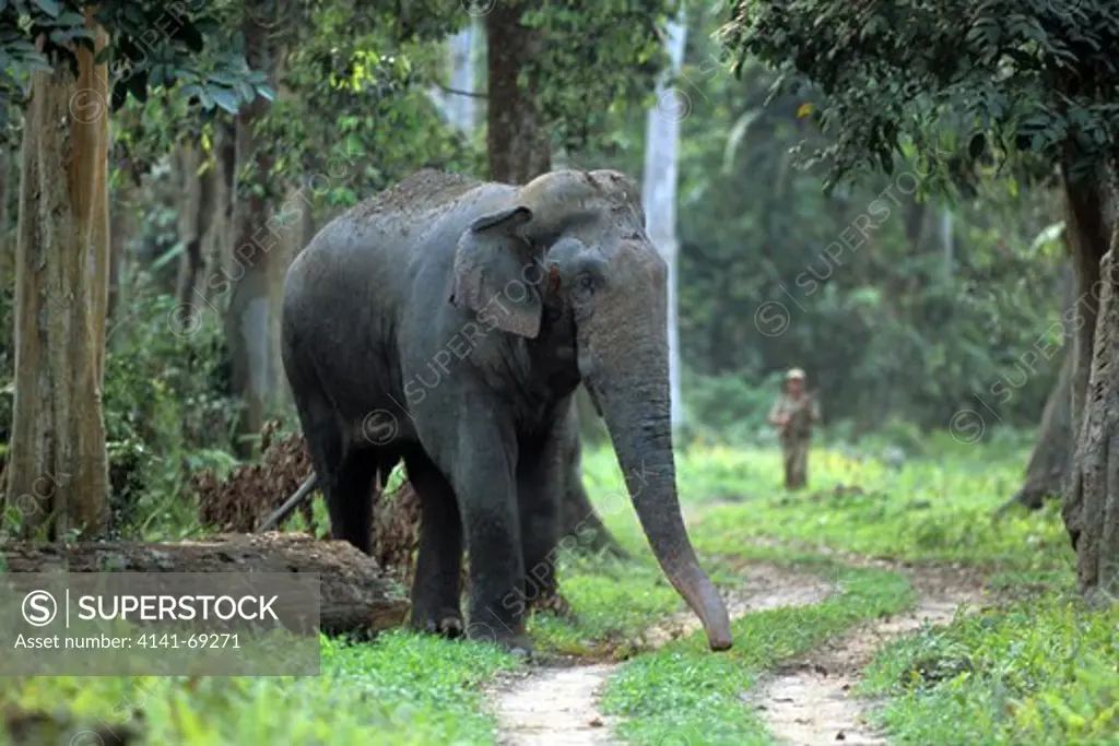 Indian elephant (Elephas maximus) male in musth and warden, Kaziranga National Park, Indis