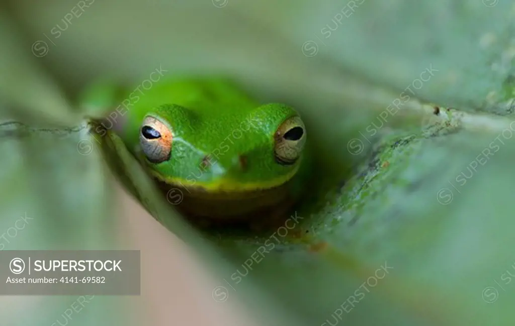 Hyla cinerea Green Treefrog