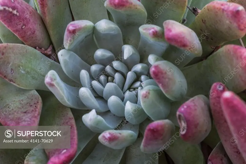 Sealettuce (aka Sand Lettuce and Coast Dudleya) (Dudleya caespitosa) , a native succulent on East Anacapa Island, Channel Islands National Park, Callifornia, USA