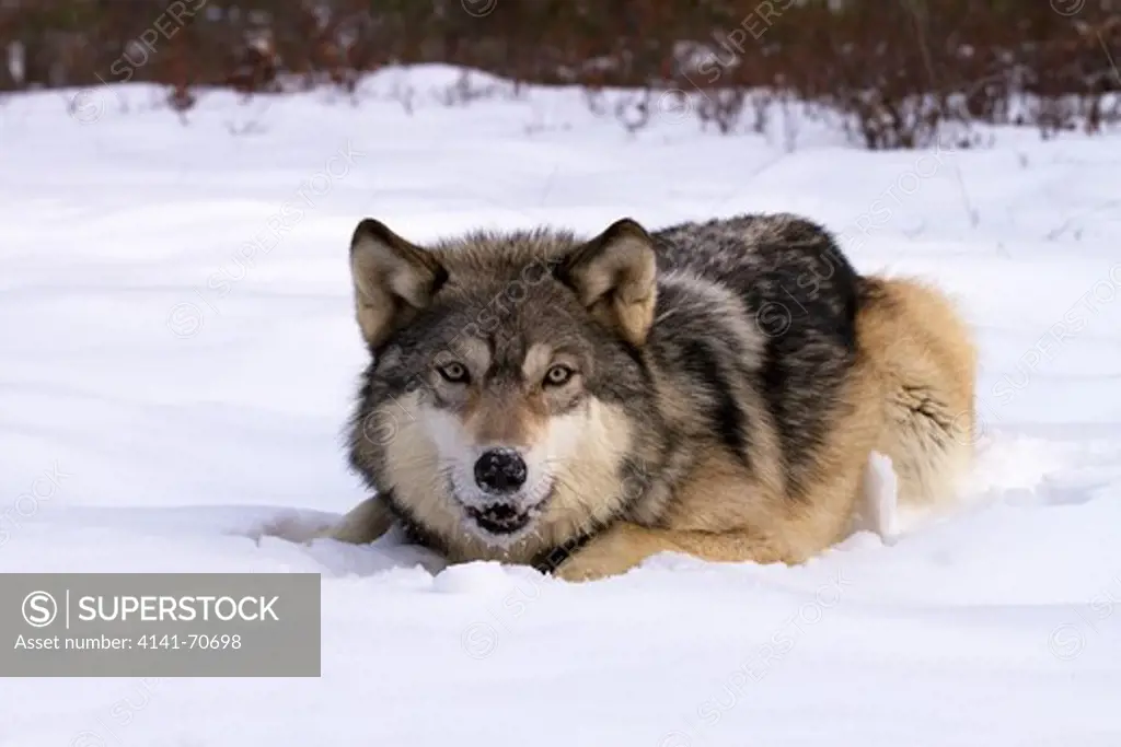 Gray Wolf, Canis lupus sitting in the snow