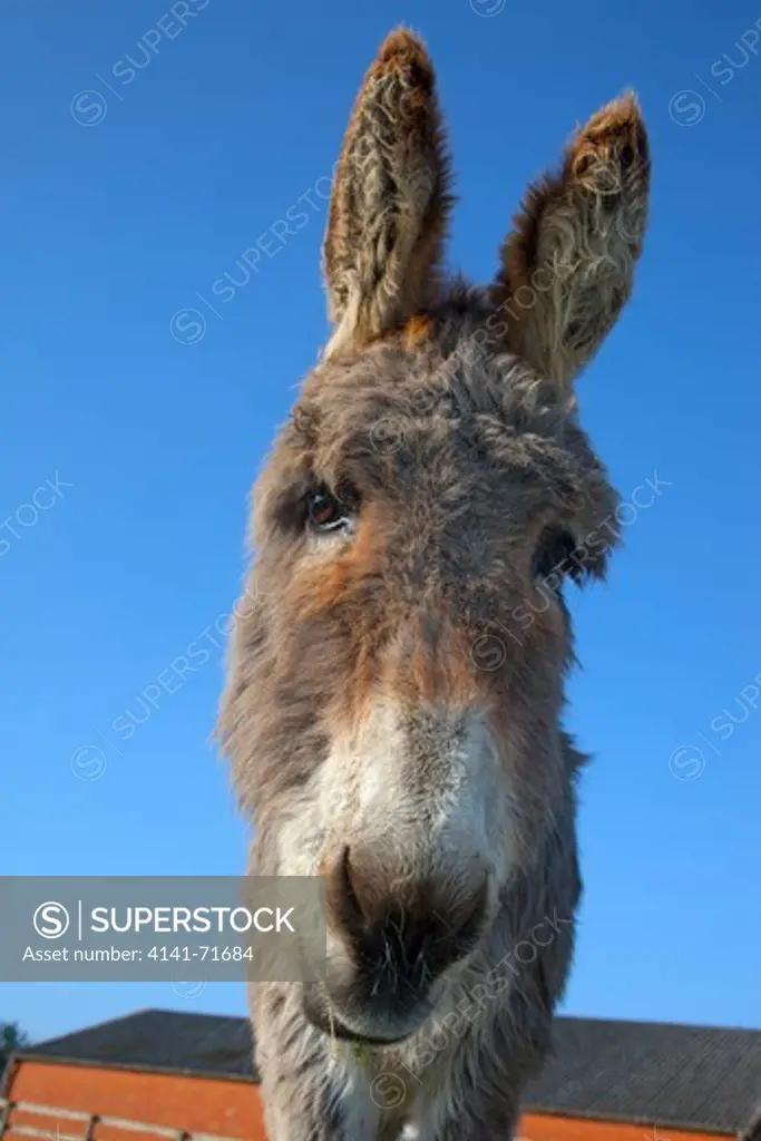 Donkey on Norfolk Farm in winter