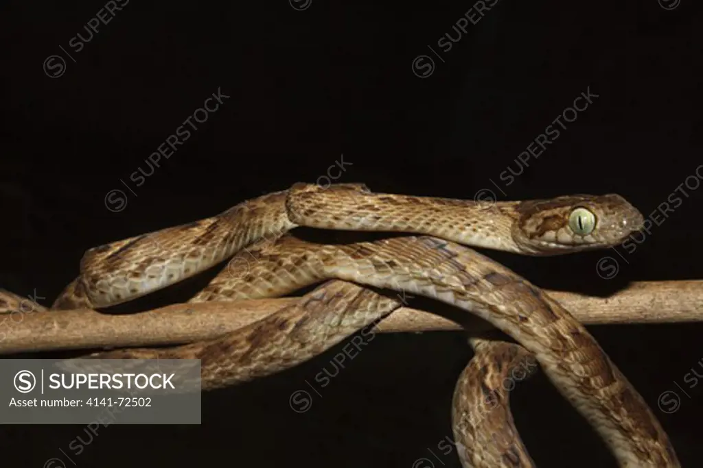 COMMON CAT SNAKE Boiga trigonata Mildly Venomous, Common. Indian Gamma Snake. Verticle pulpil like that of the cat.  Mumbai, Maharasthra, INDIA