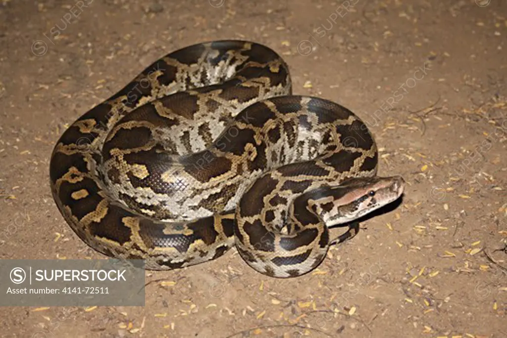 INDIAN ROCK PYTHON  Python molurus Non-Venomous Rare This is the largest snake species found in India.  Panvel, Maharashtra, INDIA