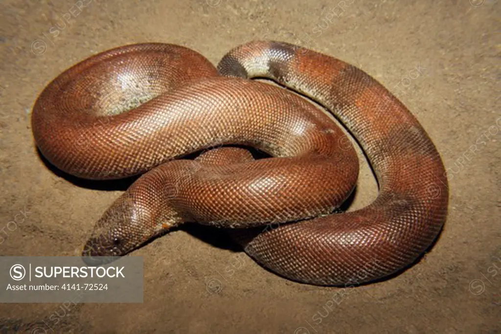 RED SAND BOA  Eryx jonhii Non-venomous Common Juvenile Pune District, Maharashtra, INDIA