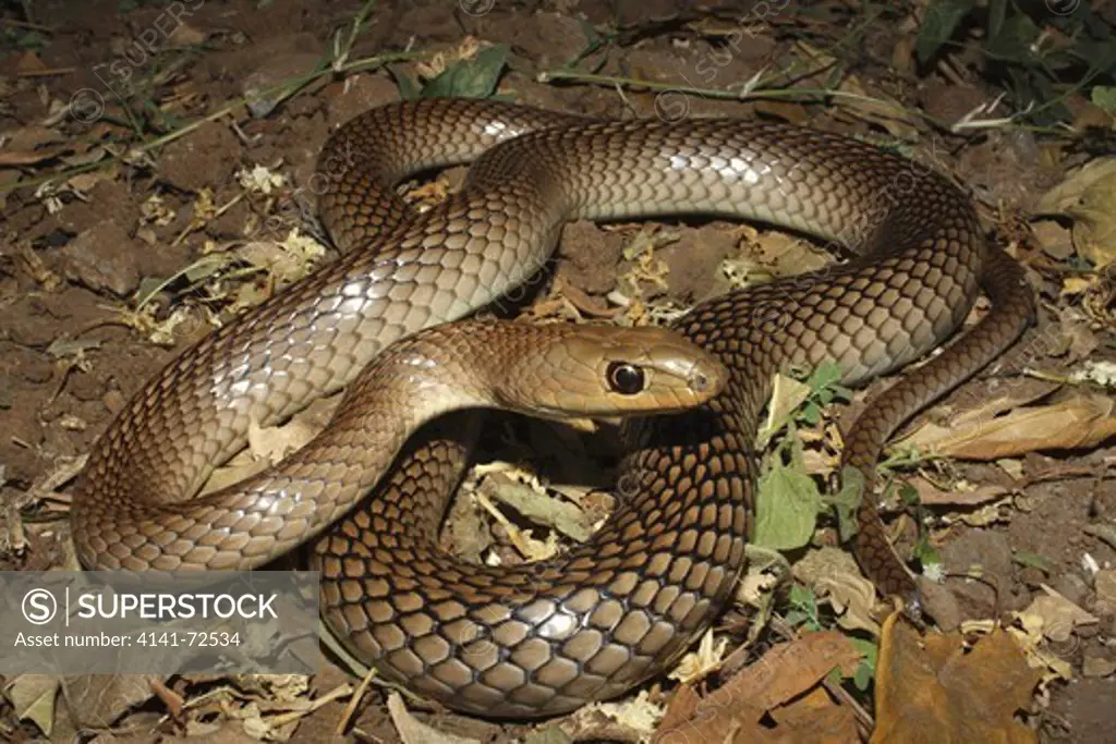 STOUT SAND SNAKE, Psammophis longiforns Mildly Venomous, Rare Thane, Maharashtra, INDIA