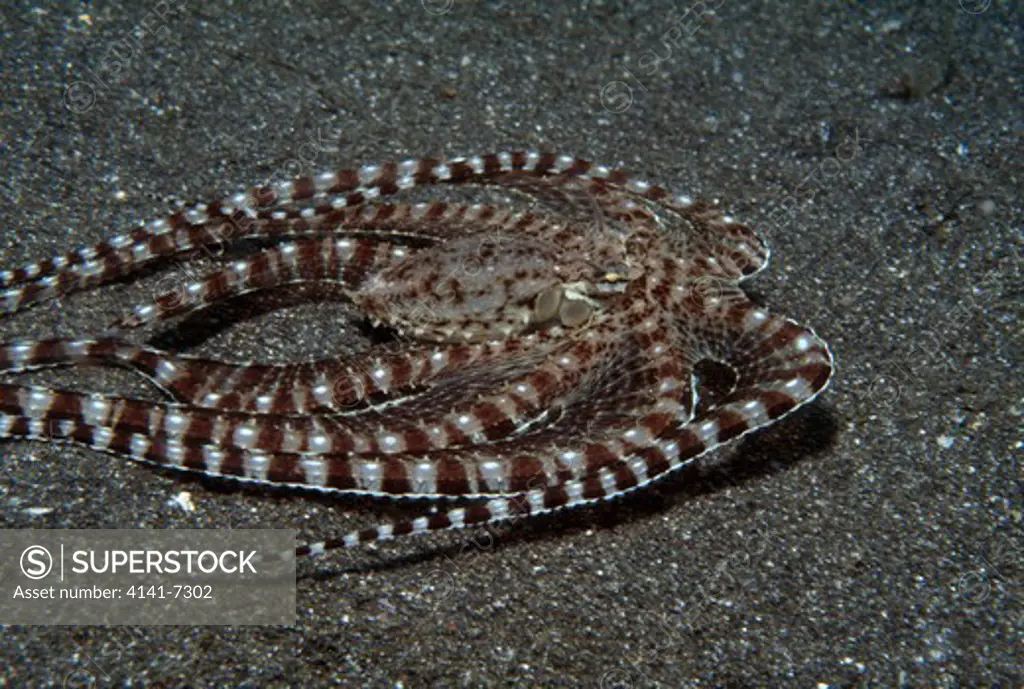 octopus octopus sp. mimicking a flounder. 35cms long & at a depth of 4.5m. gilimanuk, bali, indonesia.